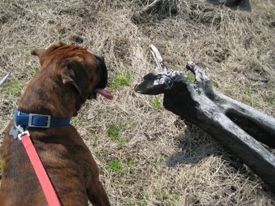 Bruno the Boxer looking at a charred tree stump