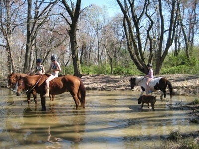 Bruno the Boxer in a pond with three people who are on horses