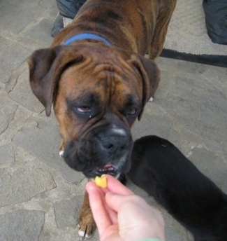 Bruno the Boxer eating a piece of cheese out of a persons hand