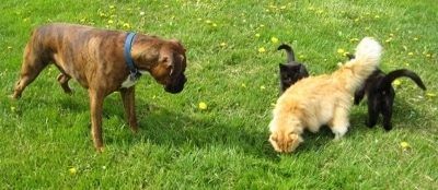 Bruno the Boxer looking at all three cats who are standing next to one another
