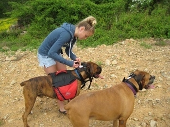 Amie putting an Illusion dog collar on Bruno the Boxer who is also wearing a dog backpack and Allie the Boxer is standing next to them