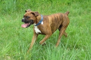 Bruno the Boxer running in tall grass with his tongue out