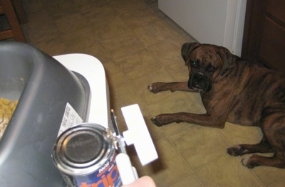 Bruno the Boxer laying down on the floor as a human opens up a can of food with a bowl of dry kibble on the counter