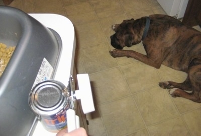 Can opener opening a can of dog food and Bruno the Boxer is laying down on the floor