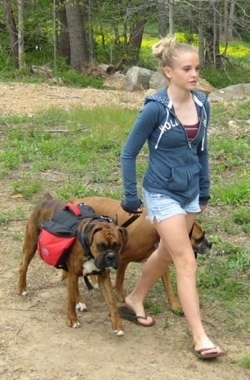 Amie walking Allie and Bruno the Boxers