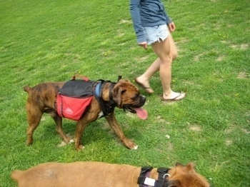 Amie taking Allie and Bruno the Boxers on a leashless walk