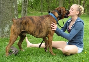 Bruno the Boxer licking Amies face