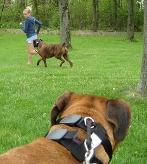 Bruno the Boxer chasing Amie as Allie is watching