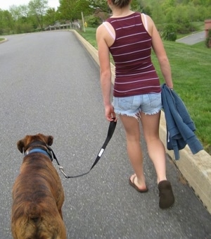 Amie walking Bruno the Boxer down the street