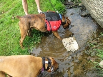 Allie and Bruno the Boxers drinking from a stream