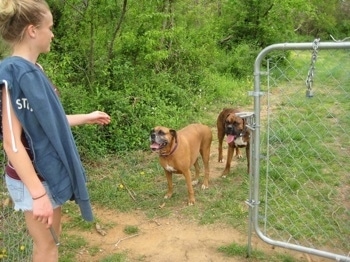 Amie making Allie and Bruno the Boxer wait before coming through the gate