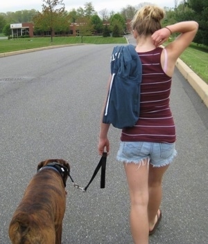 Bruno the Boxer walking down the street with Amie while on a leash