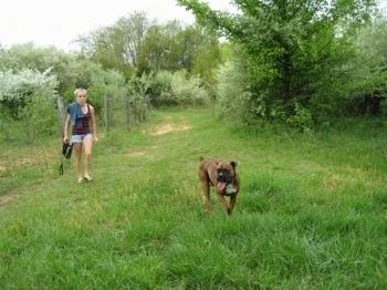 Bruno the Boxer running down the grassy path off leash and Amie walks behind him