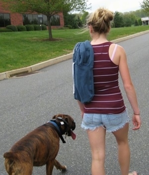 Amie walking Bruno the Boxer down the street without a leash