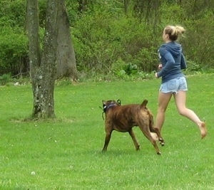 Amie and Bruno the Boxer running around a park