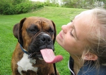 Bruno the Boxers tongue is out and he is going for Amies face