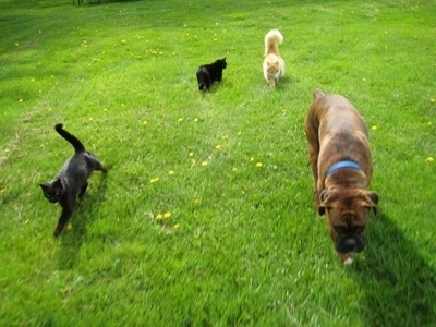 Three cats are following Bruno the Boxer through the grass