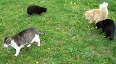 Four cats walking around the grass looking for cheese