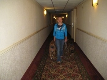 Amie walking Allie and Bruno the Boxers down a hallway