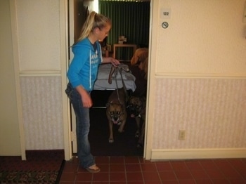 Amie leading Allie and Bruno the boxers out of the hotel room