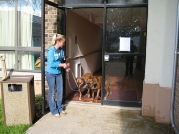 Amie leading Allie and Bruno the Boxers out the doorway