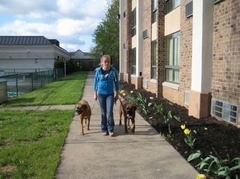 Amie leading Allie and Bruno on a walk