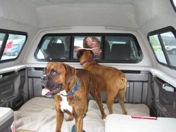 Allie and Bruno the Boxers in the back of the capped pick-up truck as Sara looks through the cab window