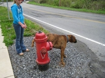 Bruno the Boxer peeing on the fire hydrant as Amie holds his leash