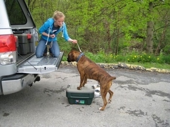 Amie kneeling on the back of the truck tailgate slightly pulling up on Brunos leash as he begins to jump in with his front paws on an action packer container