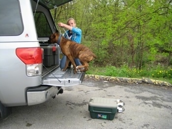 Bruno the Boxer jumping into the tailgate of a truck as Amie holds his leash with the action packer container on the ground