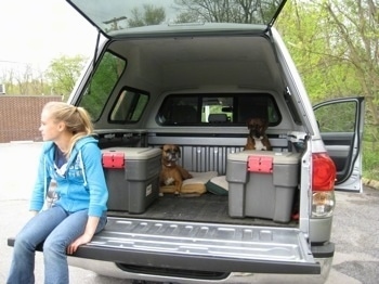Allie and Bruno the Boxer laying on a dog bed in the back of a pick-up truck as Amie sits on the tailgate