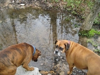 Bruno the Boxer looking at the stream water as Allie turns back to look at the camera holder
