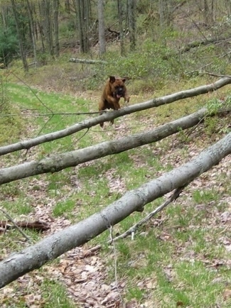 Bruno the Boxer in mid air jumping over a series of logs