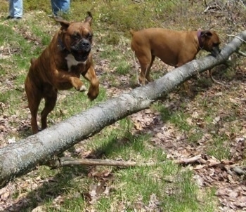 Bruno the Boxer jumping over a big log. Allie the Boxer is looking at the log