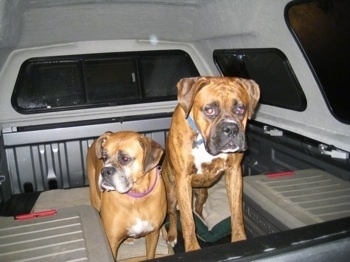 Allie and Bruno the Boxer in the back of a pick-up truck, which has a cap on it