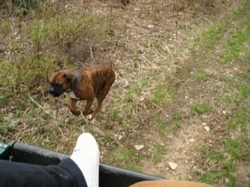 Bruno the Boxer running almost caught up to the 4x4 Polaris Ranger