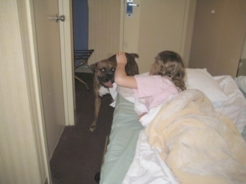 Bruno the Boxer being pet by Sara who is laying in bed