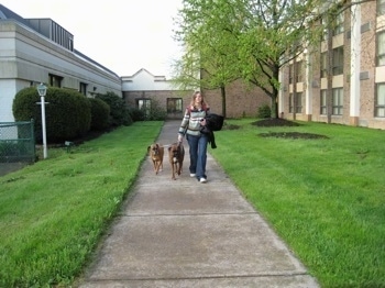 Allie and Bruno the Boxer with there owner walking on a path around the outside of the hotel