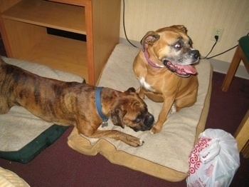 Allie and Bruno the Boxers laying on dog beds on the hotel floor