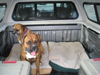 Allie and Bruno the Boxer sitting on a dog bed in the back of a pick-up truck that has a cap on it