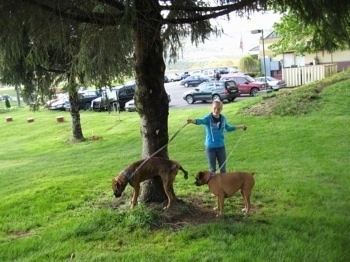 Bruno the Boxer peeing against a tree as Amie holds his and Allie's leashes