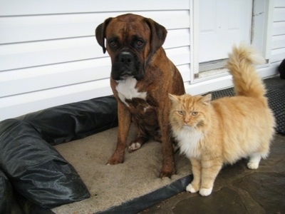 Bruno the Boxer sitting next to Pumpkin the cat on the outside porch dog bed