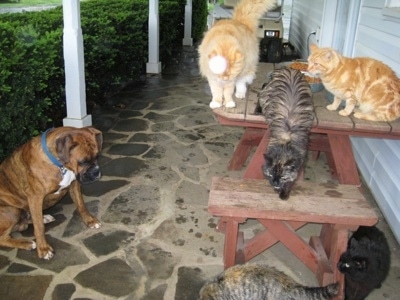 Bruno the Boxer looking at 5 cats who are all around the cat food on the cat table on the porch