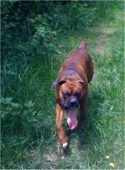 Bruno the Boxer walking the trail with his huge tongue hanging out