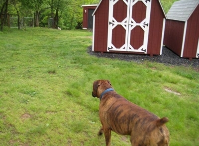 Bruno the Boxer walking past storage sheds towards the woods