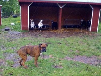 Bruno the Boxer standing in front of the double goat lean tos with goats in them
