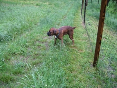 Bruno the Boxer peeing in the rain along a fenceline