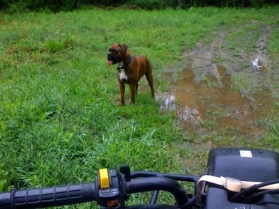 Bruno the Boxer standing in mud in front of a Suzuki quadrunner 160