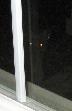 Close Up - Fox with glowing eyes looking through the window