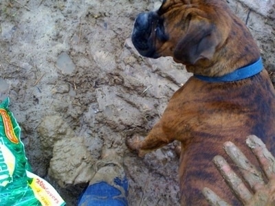 Bruno the Boxer standing in the mud next to a muddy person and a bag of grass seed